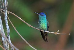 Golden-tailed Sapphire
